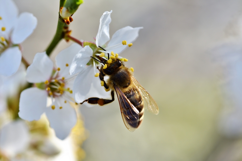 jardinerie-RAYOL CANADEL SUR MER-min_bee-4092986